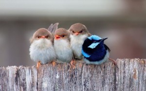 Coloured bird who stands out